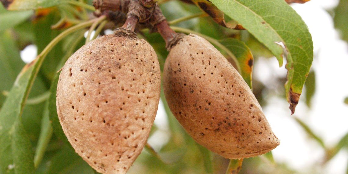 La Comunitat importa tanta almendra o nueces de EE. UU. (355 millones euros) como el total de lo que exporta en agroalimentación (366 millones euros): ese es el principal producto para gravar en reciprocidad