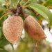 La Comunitat importa tanta almendra o nueces de EE. UU. (355 millones euros) como el total de lo que exporta en agroalimentación (366 millones euros): ese es el principal producto para gravar en reciprocidad