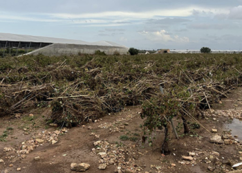 AVA-ASAJA valora la rebaja de módulos pero “esperaba más” tras el peor año del campo valenciano