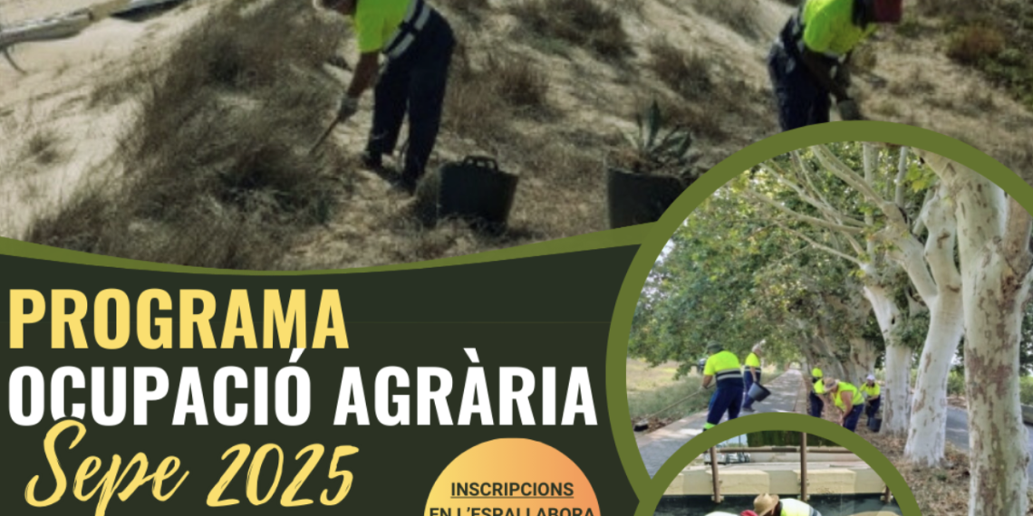 Sueca contratará 14 peones agrícolas y 2 capataces gracias al SEPE