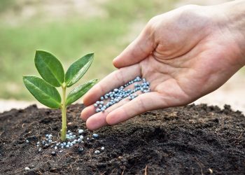 El alza de los fertilizantes y los aranceles de la UE ponen en peligro al campo valenciano»