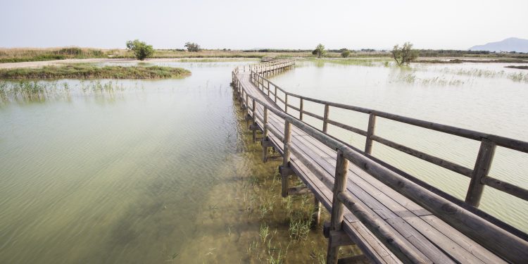 El Patronato Costa Blanca organiza una jornada sostenible guiada por el Parque Natural de El Hondo