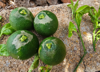 LA UNIÓ reclama a la Conselleria de Agricultura una estrategia de lucha biológica para gestionar nuevas plagas como el Trips de Sudáfrica en el cultivo ecológico