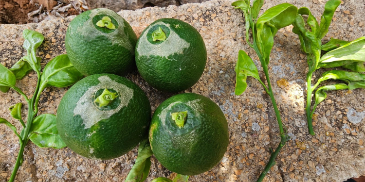 LA UNIÓ reclama a la Conselleria de Agricultura una estrategia de lucha biológica para gestionar nuevas plagas como el Trips de Sudáfrica en el cultivo ecológico