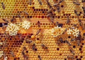 Agricultura destina 1,8 millones de euros al impulso del sector apícola de la Comunitat Valenciana en 2025