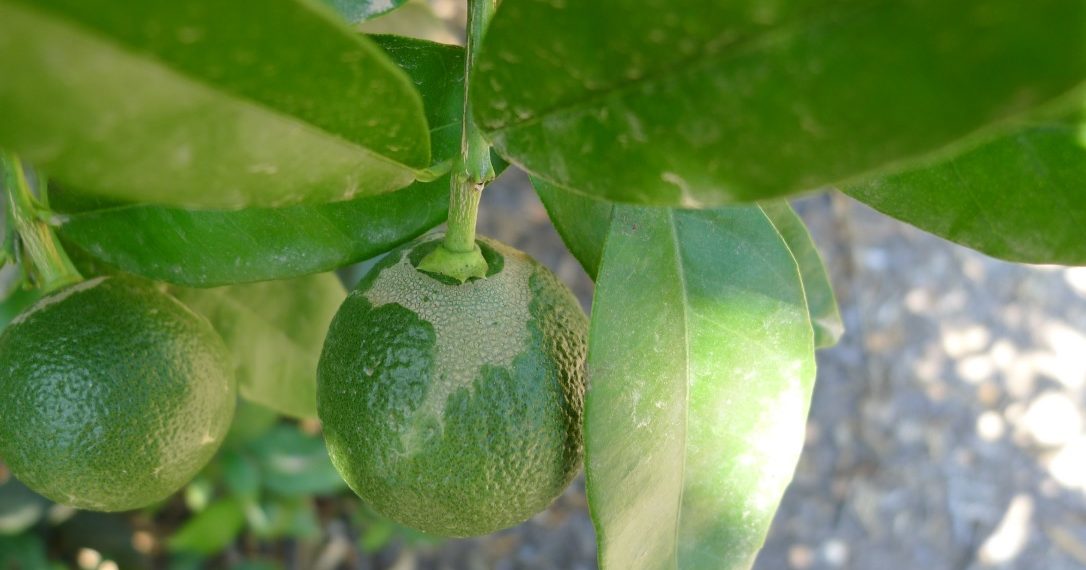 AVA-ASAJA solicita a la Conselleria que las Oficinas Comarcales Agrarias se impliquen en el seguimiento del Scirtothrips aurantii