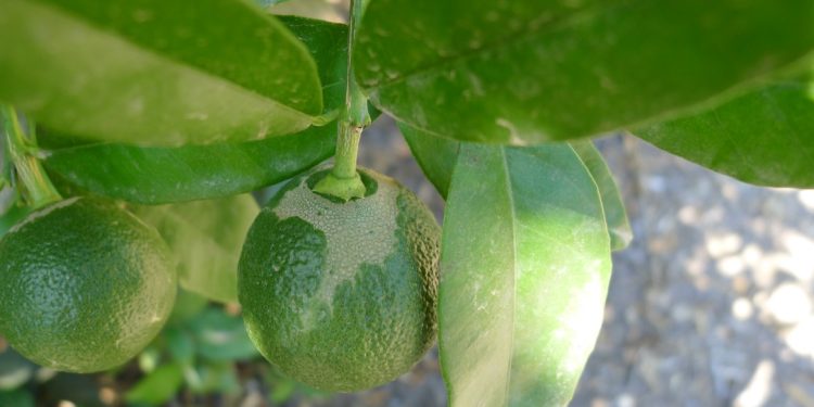 AVA-ASAJA solicita a la Conselleria que las Oficinas Comarcales Agrarias se impliquen en el seguimiento del Scirtothrips aurantii