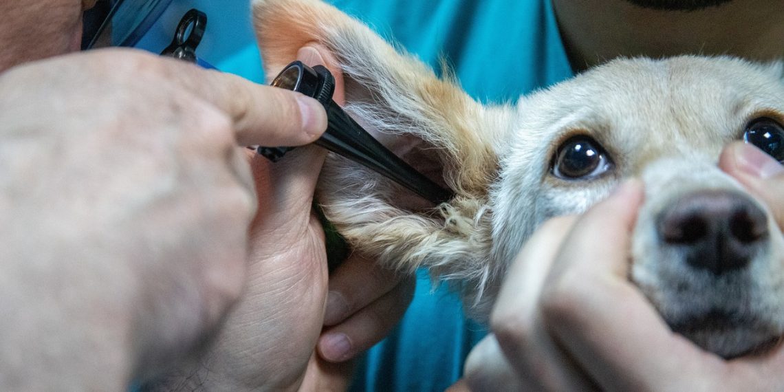 Valencia pide al Gobierno suspender el Real Decreto sobre medicamentos veterinarios por poner en riesgo la salud animal