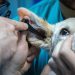 Valencia pide al Gobierno suspender el Real Decreto sobre medicamentos veterinarios por poner en riesgo la salud animal