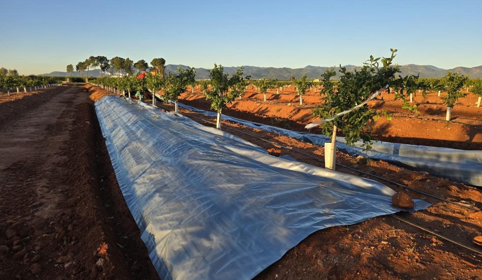 El IVIA inicia un estudio para evaluar el uso de cubiertas plásticas metalizadas en la gestión de plagas en cítricos