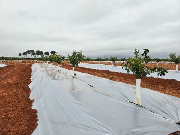 Las cubiertas metalizadas tienen efectos positivos en el microclima del cultivo.