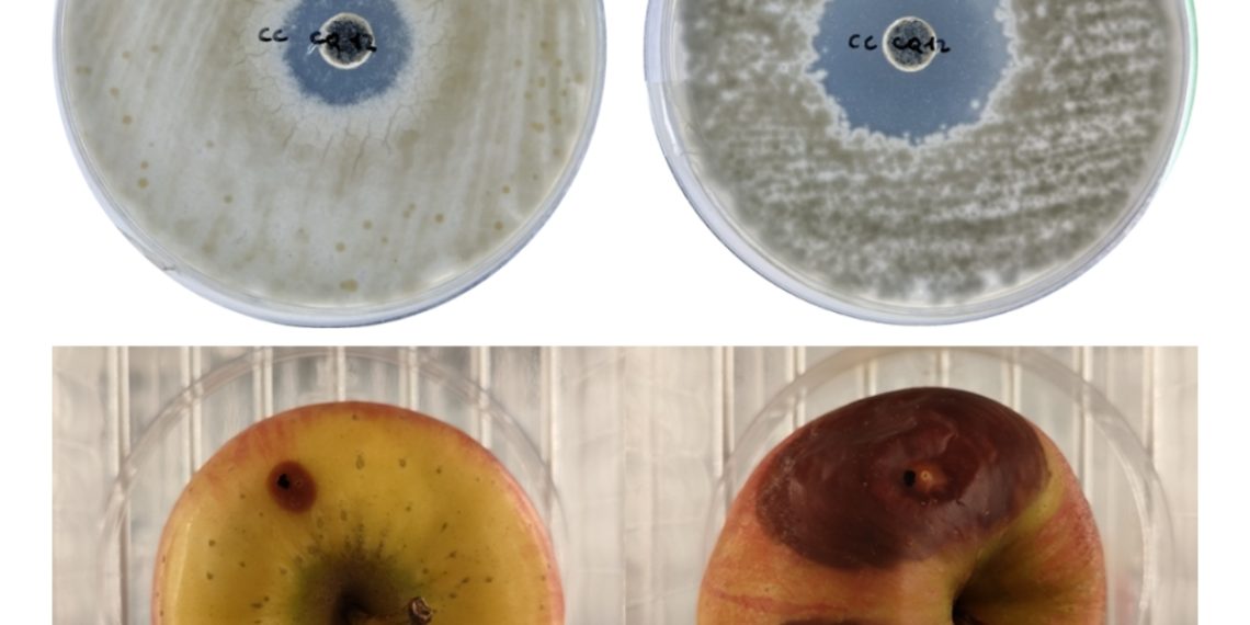 La Universitat de València convierte residuos del caqui en recubrimientos, conservantes y fertilizantes sostenibles con apoyo de la Conselleria de Innovación