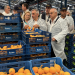 Agricultura invertirá más de 50 millones para modernizar el regadío en Callosa d’en Sarrià