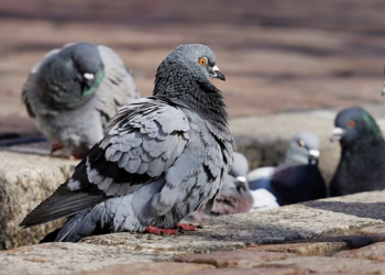 Valencia lanza una estrategia para reducir la población de palomas