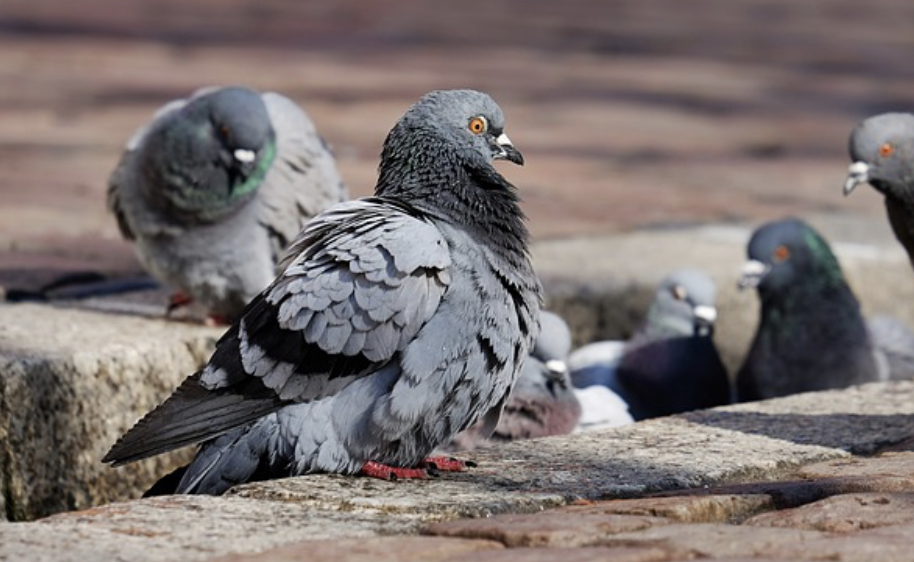 Valencia lanza una estrategia para reducir la población de palomas
