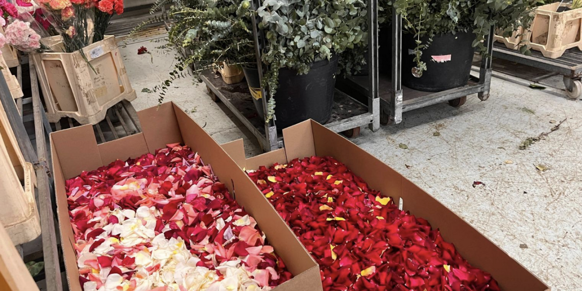 Preparadas 20 cajas de pétalos de rosa valenciana para el Traslado de la Virgen