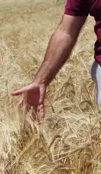 LA UNIÓ señala que la cosecha de cereales en la Comunitat Valenciana vuelve a la normalidad, aunque con precios muy bajos para los productores