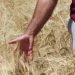 LA UNIÓ señala que la cosecha de cereales en la Comunitat Valenciana vuelve a la normalidad, aunque con precios muy bajos para los productores