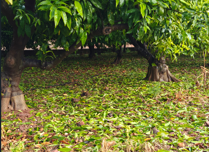 Daños cítricos Plana Baixa