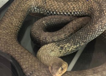 Encuentran una culebra de tres metros en el motor de un coche en Valencia