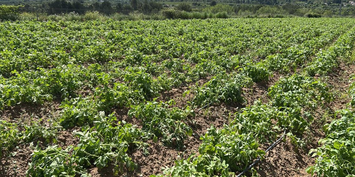 LA UNIÓ señala que el pedrisco del pasado sábado afectó a más de 8.700 hectáreas de cultivo en la comarca de la Vall d’Albaida