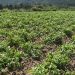 LA UNIÓ señala que el pedrisco del pasado sábado afectó a más de 8.700 hectáreas de cultivo en la comarca de la Vall d’Albaida