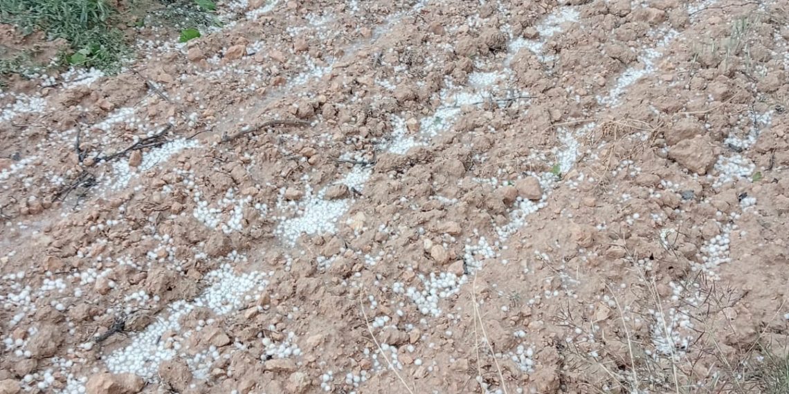 LA UNIÓ informa que el pedrisco del pasado sábado afectó a más de 12.000 hectáreas de cultivo en diversas comarcas de Valencia y Castellón con unas pérdidas de 7,6 millones de euros