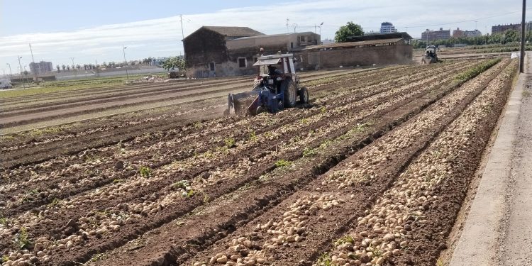 AVA-ASAJA denuncia que el precio de la patata valenciana cae a la mitad en el campo y se multiplica por siete en el supermercado