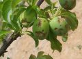 AVA-ASAJA reclama ayudas directas para los agricultores que se han quedado fuera al eliminarse la extensión de garantías de cítricos