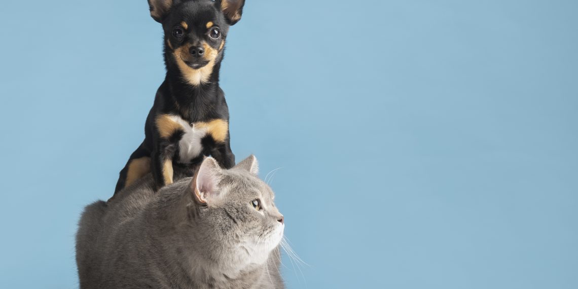 ¿Amas los animales? Vivir con ellos aporta beneficios y salud