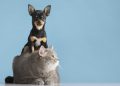 ¿Amas los animales? Vivir con ellos aporta beneficios y salud