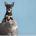 ¿Amas los animales? Vivir con ellos aporta beneficios y salud