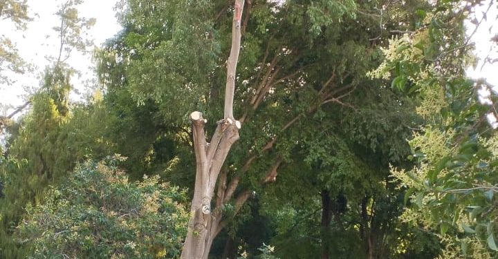 El Ayuntamiento de Valencia retira un árbol en el Jardín de Monforte para garantizar la seguridad de los vecinos