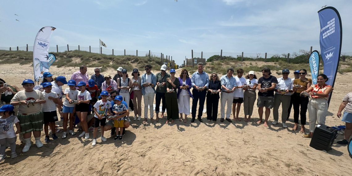 La Comunitat Valenciana lidera la nidificación de tortugas bobas con más de 600 huevos en 2024
