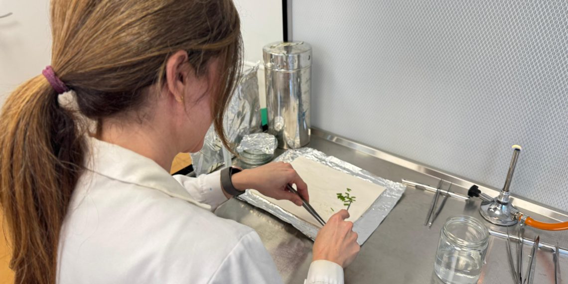 Ivace+i Innovación financia el desarrollo de una nueva tecnología para mejorar genéticamente los cítricos