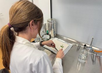 Ivace+i Innovación financia el desarrollo de una nueva tecnología para mejorar genéticamente los cítricos