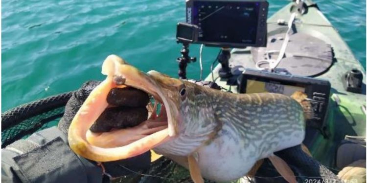 La Generalitat detecta casi 24.000 peces de 16 especies en embalses valencianos a través de un sistema con ecosondas 3D