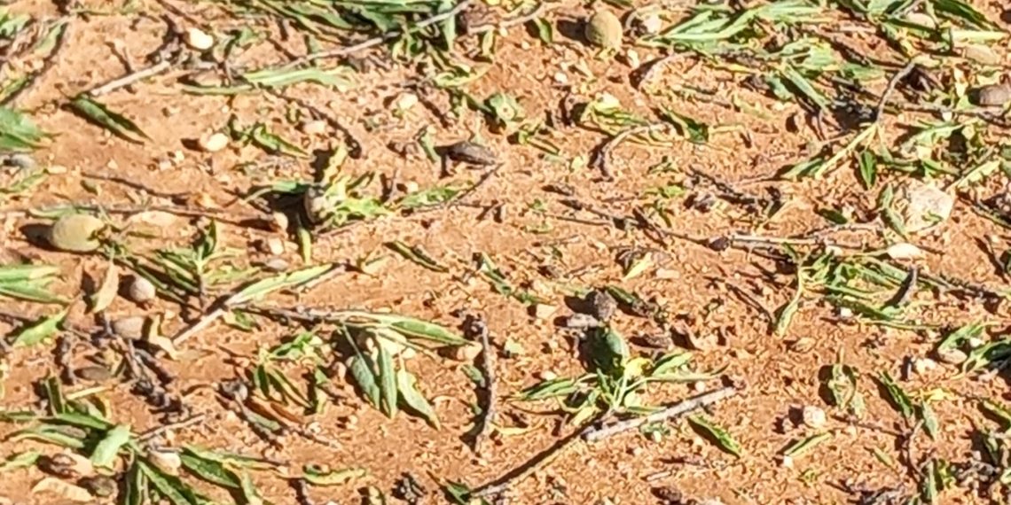 LA UNIÓ informa que el pedrisco de ayer afecta a unas 3.000 hectáreas de cultivo en la comarca de Utiel-Requena y la Hoya de Buñol y alrededor de 3 millones de euros de pérdidas