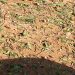 LA UNIÓ informa que el pedrisco de ayer afecta a unas 3.000 hectáreas de cultivo en la comarca de Utiel-Requena y la Hoya de Buñol y alrededor de 3 millones de euros de pérdidas