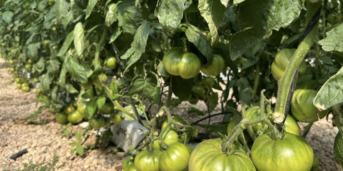 Los hermanos Monrabal impulsan la producción de tomate hidropónico en invernadero