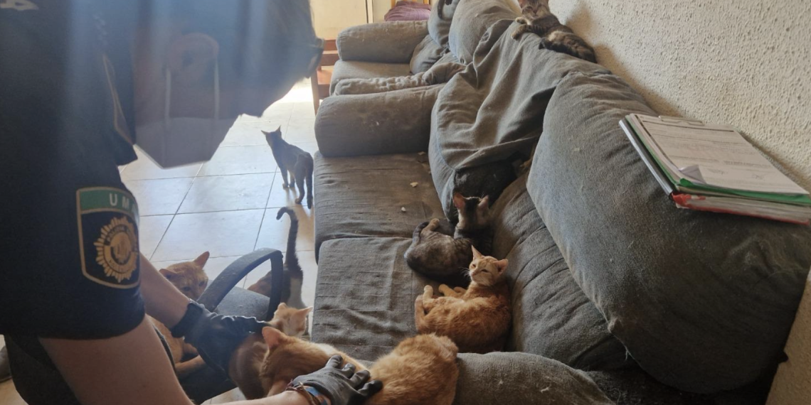 La Policía Local rescata ocho gatos que vivían en condiciones de insalubridad en un piso del barrio de Sant Isidre