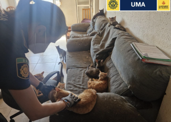 La Policía Local rescata ocho gatos que vivían en condiciones de insalubridad en un piso del barrio de Sant Isidre