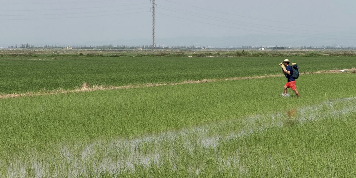 La Conselleria de Agricultura elige el arrozal suecano para presentar la campaña contra el ‘cucat’
