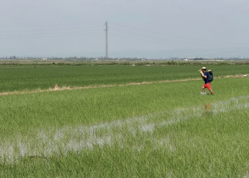 La Conselleria de Agricultura elige el arrozal suecano para presentar la campaña contra el ‘cucat’
