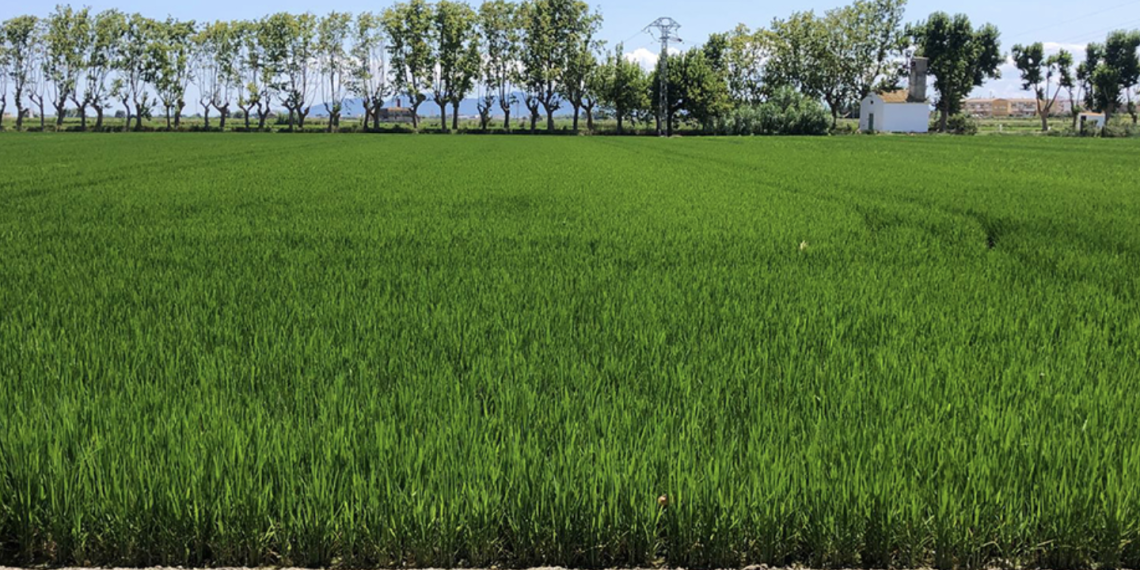 AVA-ASAJA pide al Parlamento Europeo que incluya la cláusula automática del arroz en el inminente trílogo