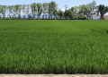 AVA-ASAJA pide al Parlamento Europeo que incluya la cláusula automática del arroz en el inminente trílogo