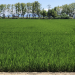 AVA-ASAJA pide al Parlamento Europeo que incluya la cláusula automática del arroz en el inminente trílogo