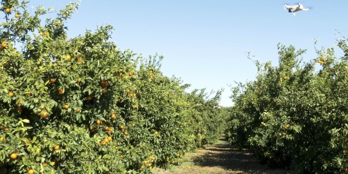 ORC elimina más de 10.000 plantas ilegales de mandarina ORRi durante la campaña 2024-25