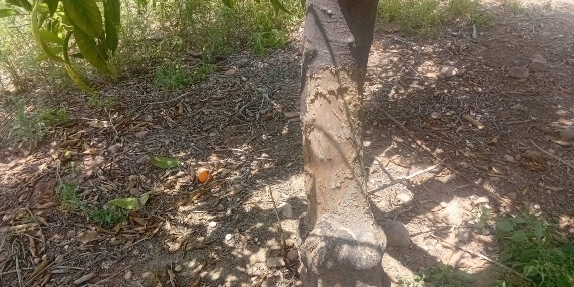 LA UNIÓ reclama a la Generalitat ayudas para limpiar parcelas abandonadas y reducir la sobrepoblación de fauna en el campo valenciano