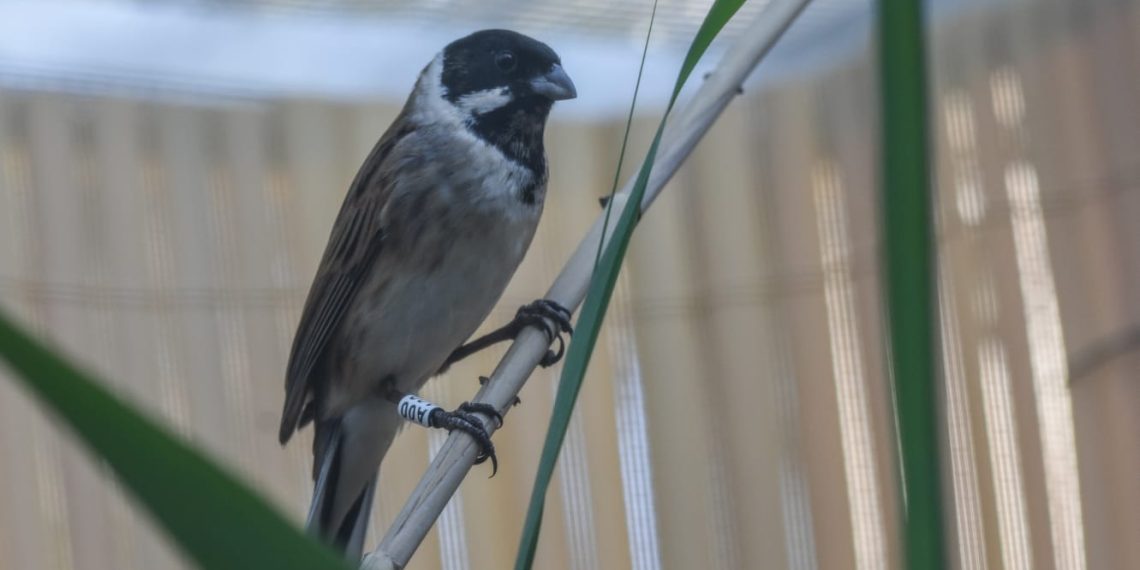 Nacen los primeros polluelos de escribano palustre iberoriental criados en cautividad en el Centro de Recuperación de Fauna La Granja de El Saler